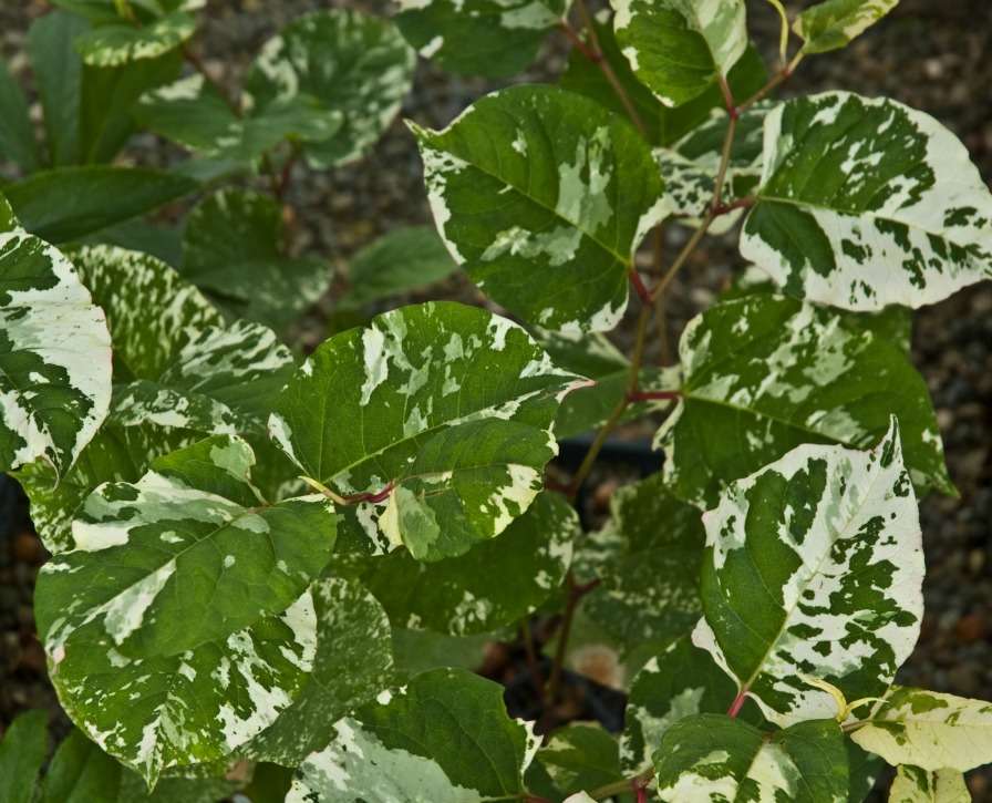 Fallopia japonica 'Freckles' – Secret Garden Growers