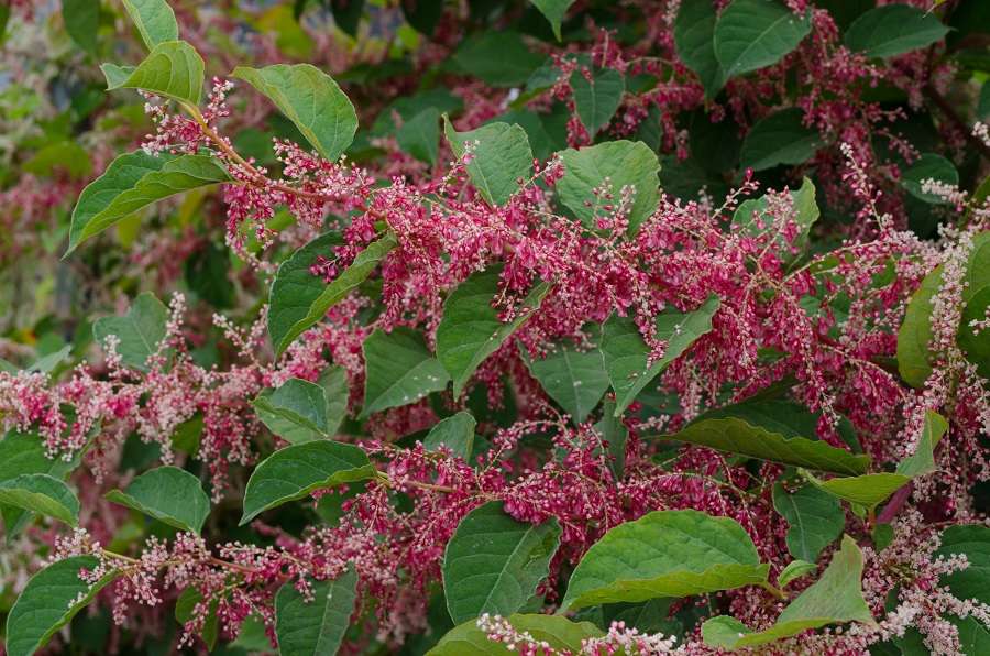Fallopia japonica 'Crimson Beauty' – Secret Garden Growers