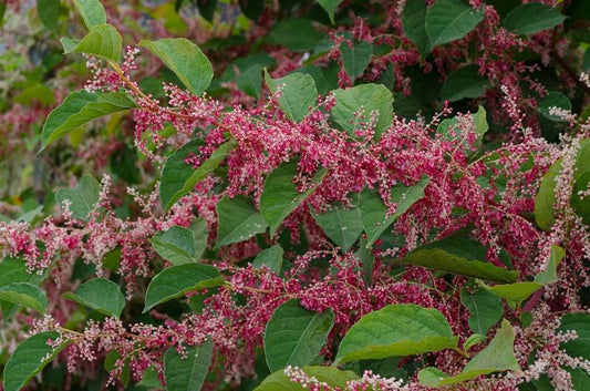 Fallopia japonica 'Crimson Beauty'