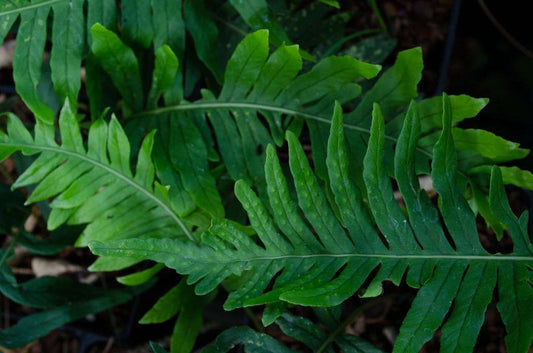 Polypodium vulgare 'Uulong Island'