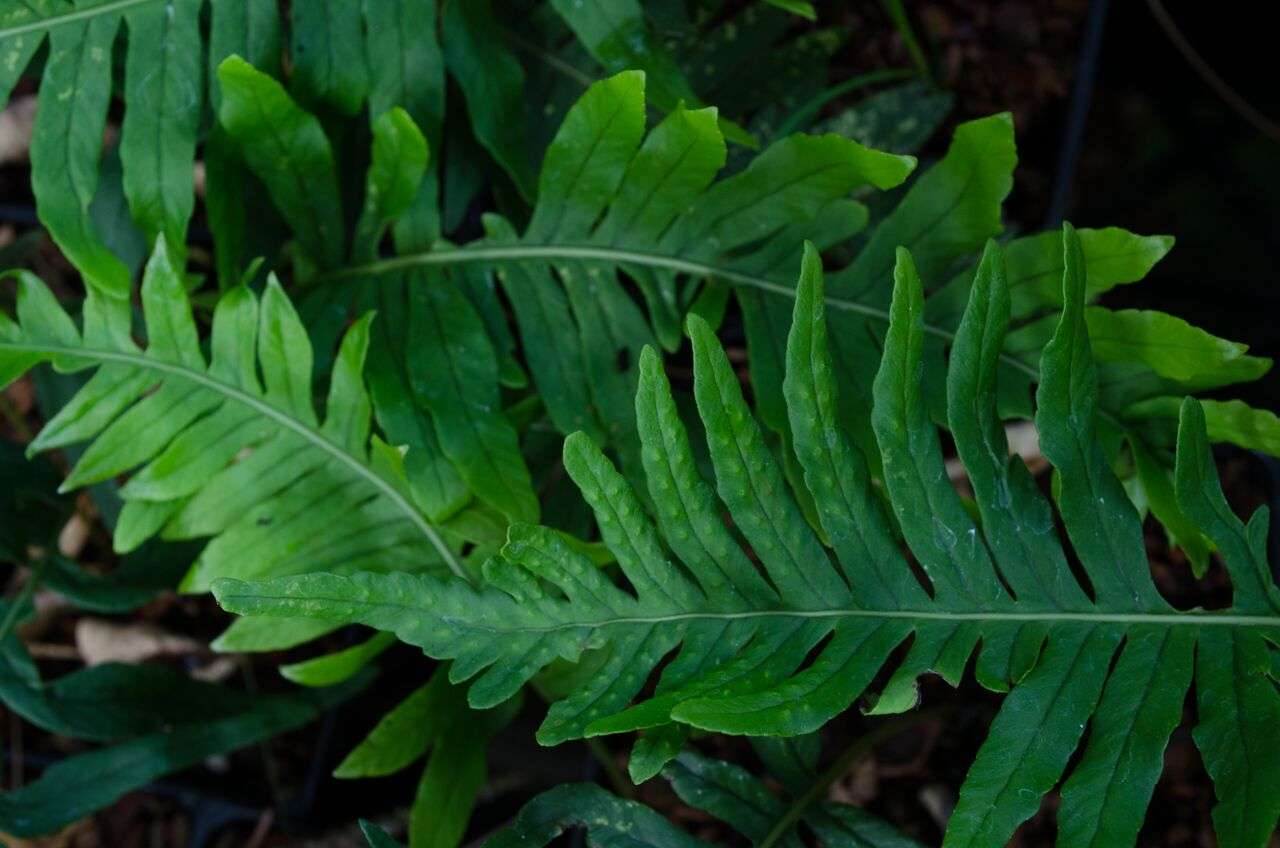 Polypodium vulgare 'Uulong Island' – Secret Garden Growers