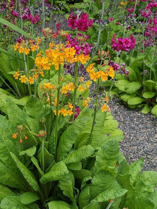 Primula Cod Roe P – Page 7 – Secret Garden Growers