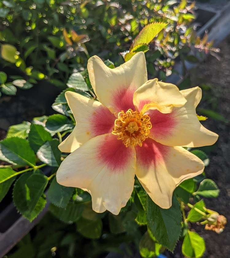 Landscape Rose Ringo Rose Ringo™ – Secret Garden Growers