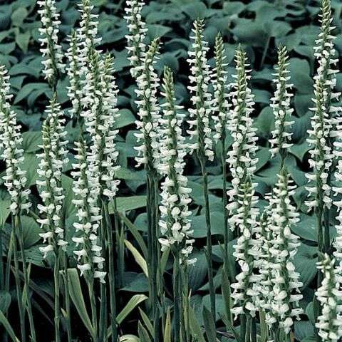 Nodding Lady's Tresses (Spiranthes cernua) 5 Spiranthes cernua var. odorata